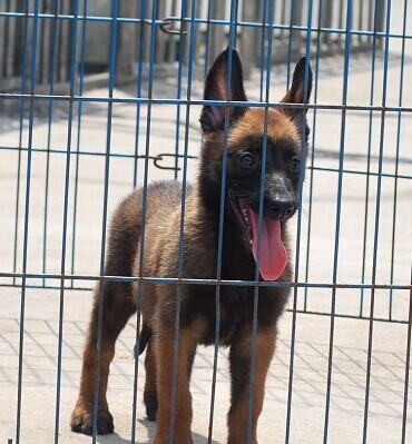 楚雄买马犬 南华县买马犬 云南本地狗场出售纯