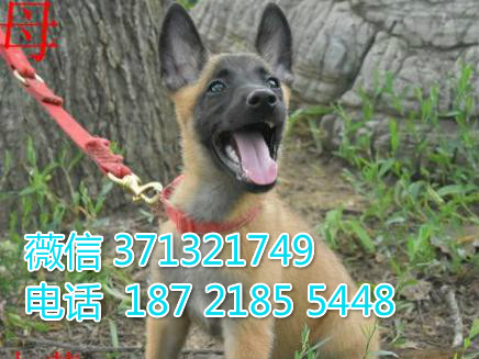 马犬出售纯种幼犬，大型犬马犬狗狗，实物图拍摄