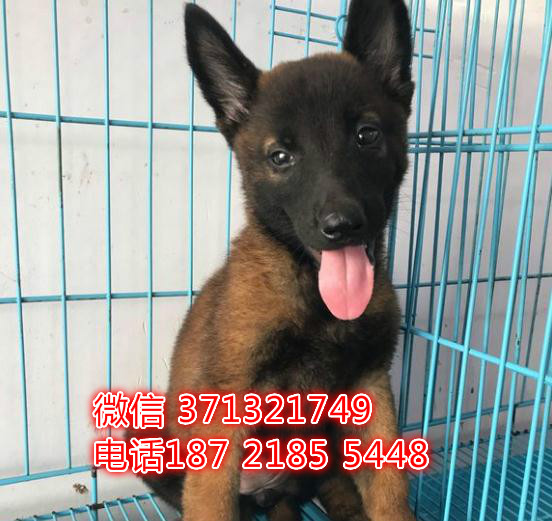 福州马犬出售纯种幼犬，大型犬马犬狗狗，实物图拍