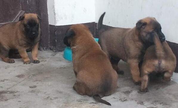 保山买马犬 施甸县买马犬 云南狗场出售马犬