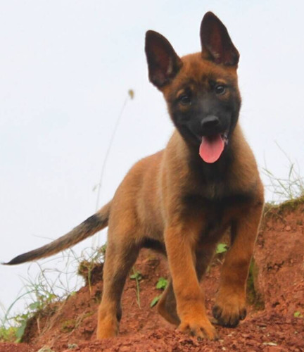 文山买马犬 文山买工作犬 本地狗场出售小马犬