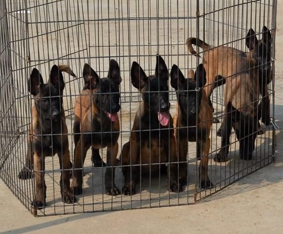 红河州买马犬 云南狗场专业繁殖出售小马犬