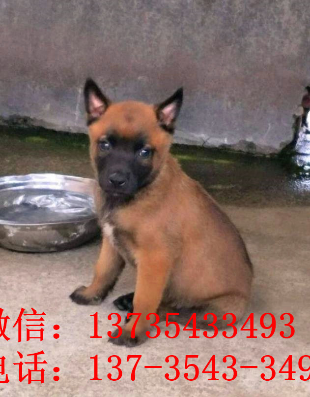 厦门犬舍出售纯种马犬 宠物狗市场在哪买狗卖狗