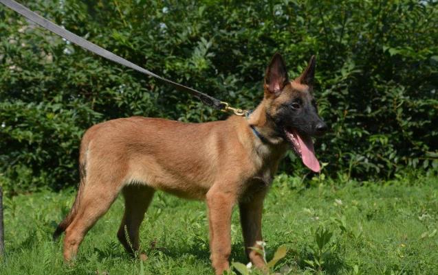 长沙犬舍出售纯种马犬 宠物狗市场在哪买狗卖