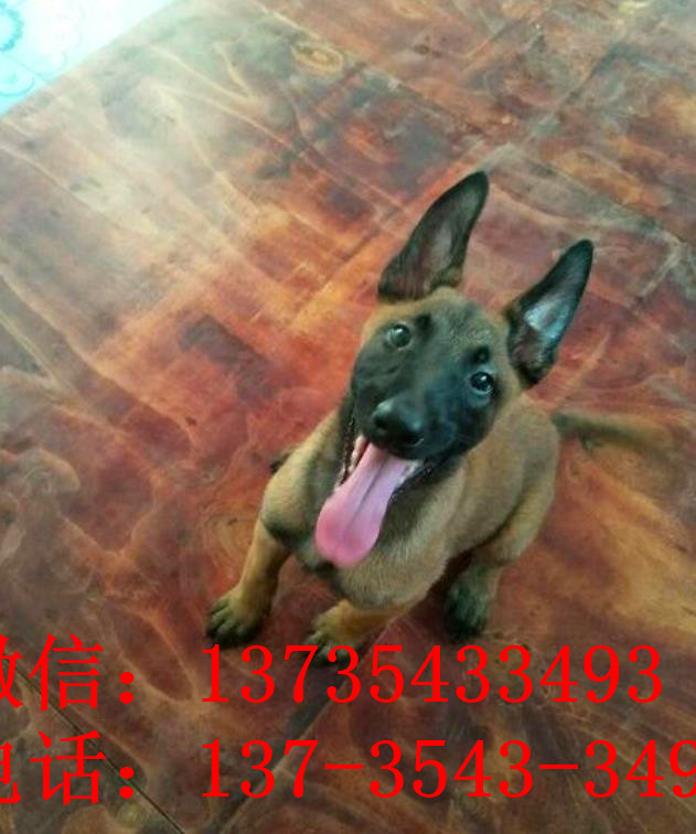 郑州犬舍出售纯种马犬 宠物狗市场在哪买狗卖狗