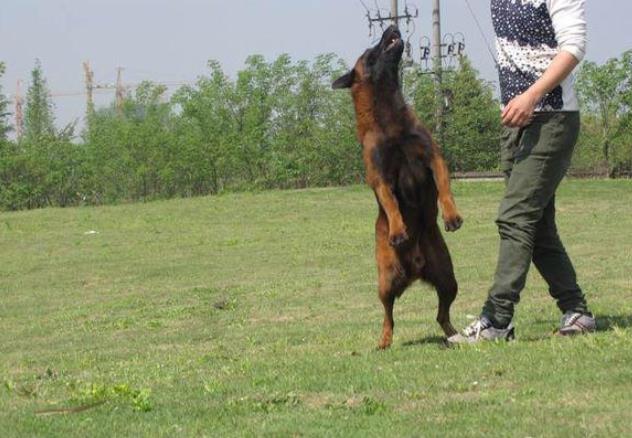 厦门犬舍出售纯种马犬 宠物狗市场在哪买狗卖