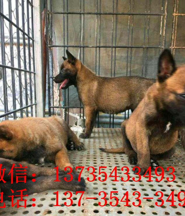 合肥犬舍出售纯种马犬 宠物狗市场在哪买狗卖狗