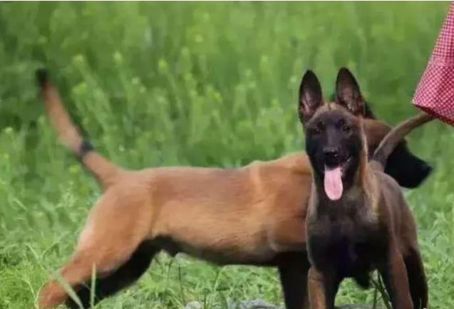 南宁犬舍出售纯种马犬 宠物狗市场在哪买狗卖