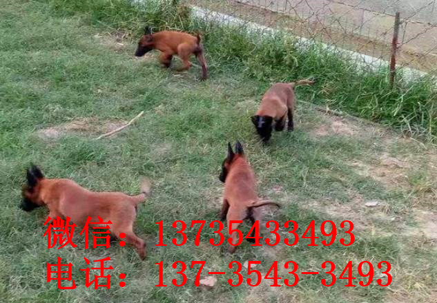 南宁犬舍出售纯种马犬 宠物狗市场在哪买狗卖狗