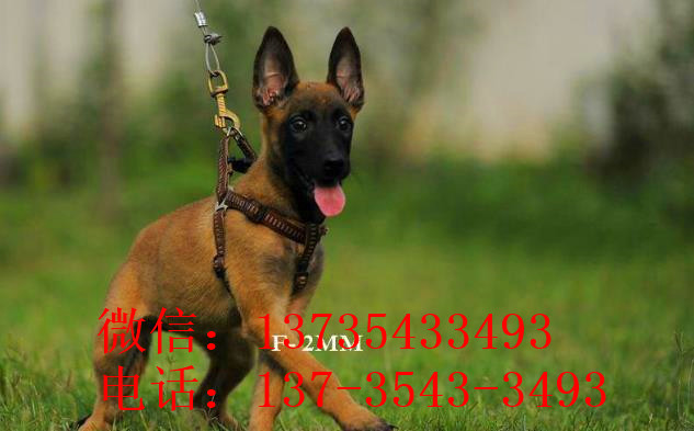 长沙犬舍出售纯种马犬 宠物狗市场在哪买狗卖狗