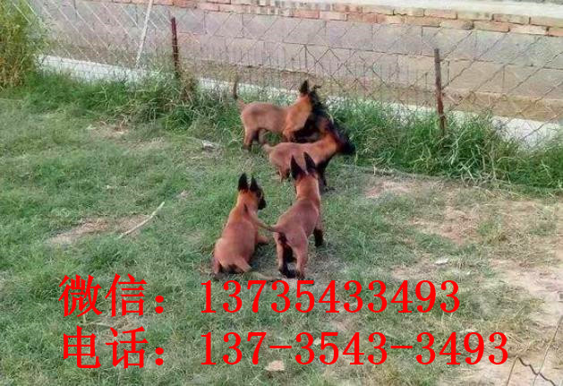 合肥犬舍出售纯种马犬 宠物狗市场在哪买狗卖狗