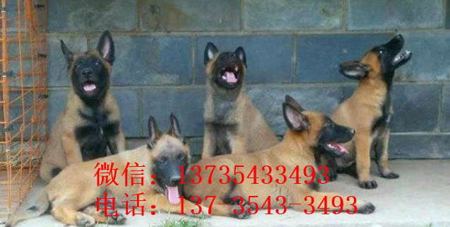 贵阳犬舍出售纯种马犬 宠物狗市场在哪买狗卖狗