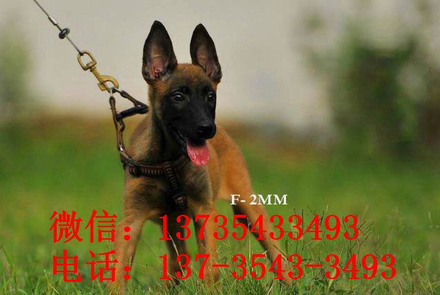 长沙犬舍出售纯种马犬 宠物狗市场在哪买狗卖狗