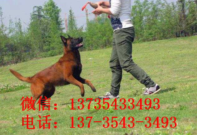 深圳犬舍出售纯种马犬 宠物狗市场在哪买狗卖狗