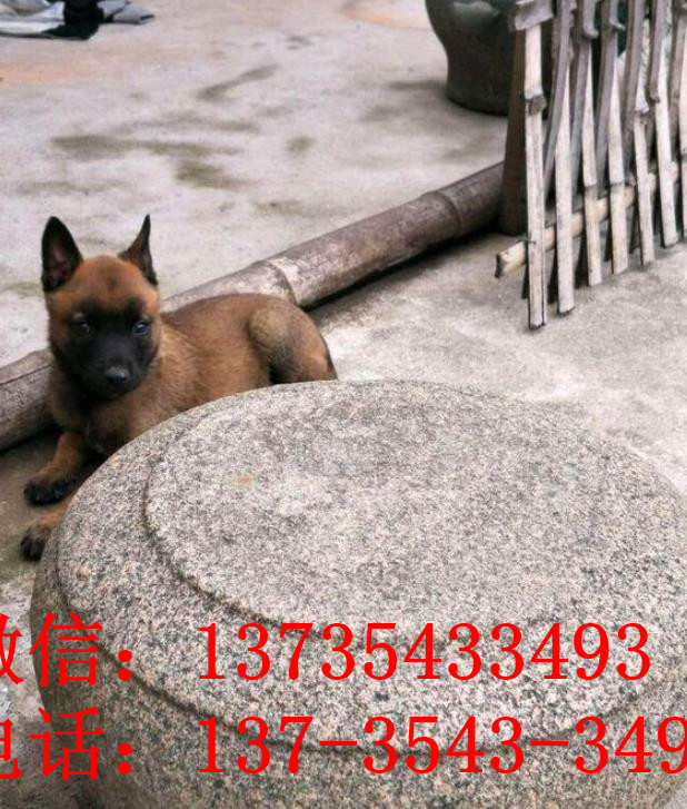 武汉犬舍出售纯种马犬 宠物狗市场在哪买狗卖狗