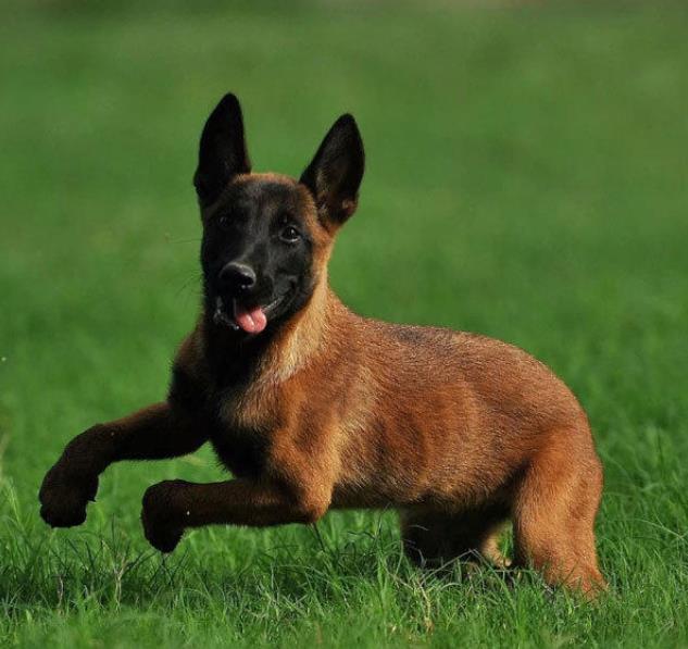 武汉犬舍出售纯种马犬 宠物狗市场在哪买狗卖