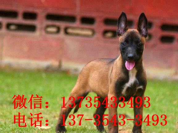 杭州犬舍出售纯种马犬 宠物狗市场在哪买狗卖狗