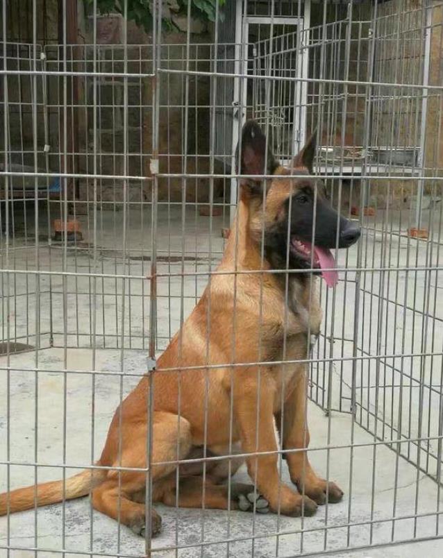 福州犬舍出售纯种马犬 宠物狗市场在哪买狗卖