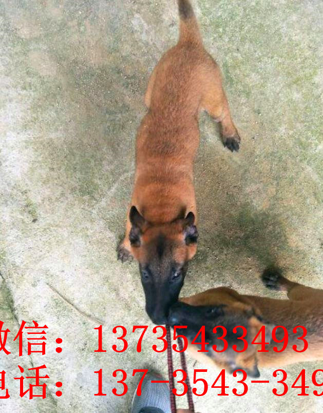 成都犬舍出售纯种马犬 宠物狗市场在哪买狗卖狗