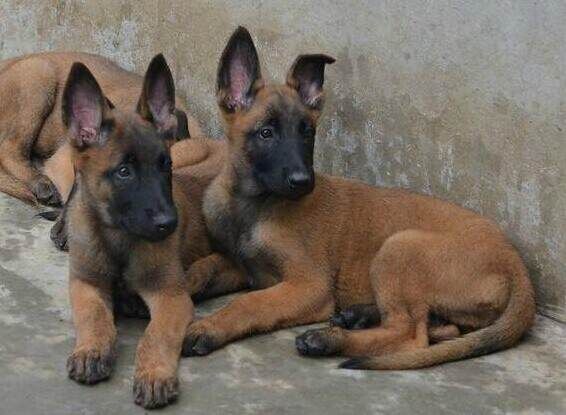 贵阳卖马犬贵阳狗场长期出售纯种马犬