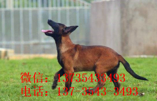 杭州犬舍出售纯种马犬 宠物狗市场在哪买狗卖狗