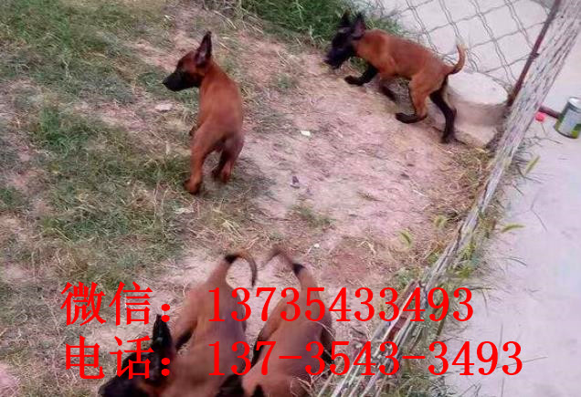 杭州犬舍出售纯种马犬 宠物狗市场在哪买狗卖狗