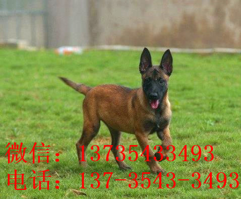 贵阳犬舍出售纯种马犬 宠物狗市场在哪买狗卖狗