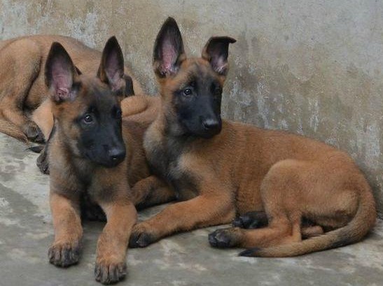 贵州买马犬 安顺买马犬 犬场出售小马犬