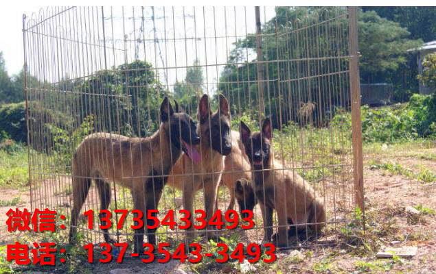 渭南犬舍出售纯种马犬 大型犬哪里有卖狗地方 狗市在哪买狗