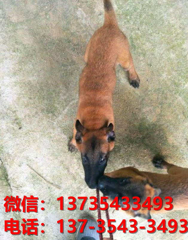 衡阳犬舍出售纯种马犬 大型犬哪里有卖狗地方 狗市在哪买狗