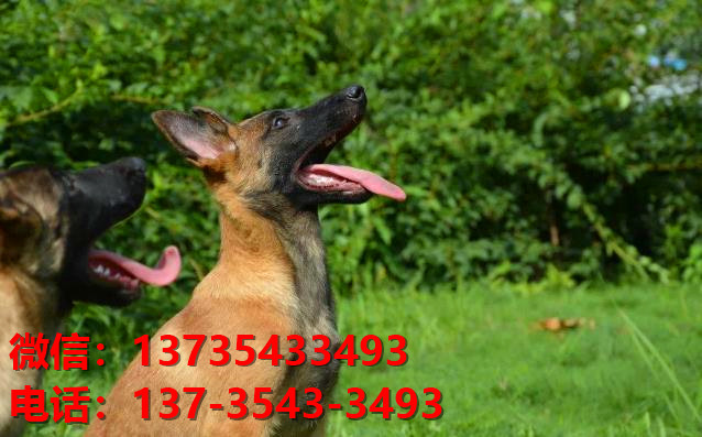 安顺犬舍出售纯种马犬 大型犬哪里有卖狗地方 狗市在哪买狗