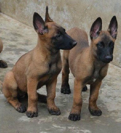 贵州买马犬 安顺买马犬 犬场出售小马犬