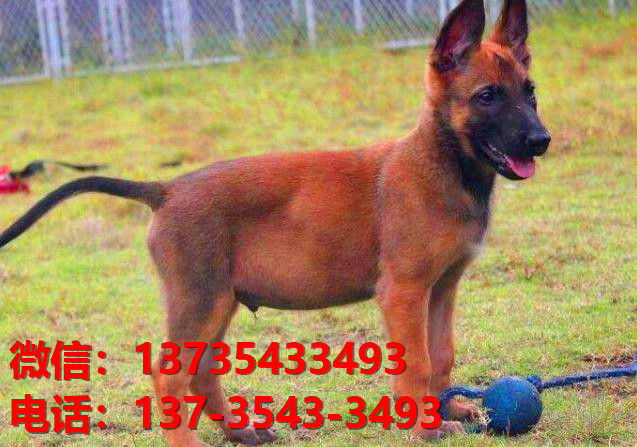 青海西宁犬舍出售纯种马犬 大型犬哪里有卖狗地方 狗市在哪买狗