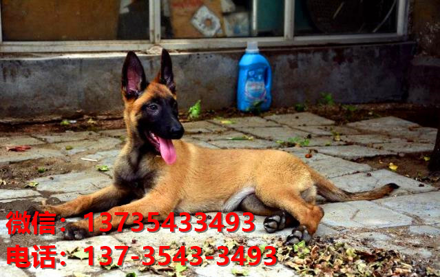 安顺犬舍出售纯种马犬 大型犬哪里有卖狗地方 狗市在哪买狗