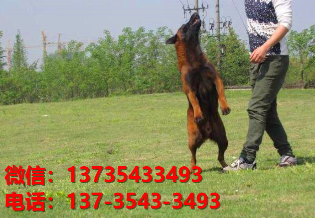 新余犬舍出售纯种马犬 大型犬哪里有卖狗地方 狗市在哪买狗