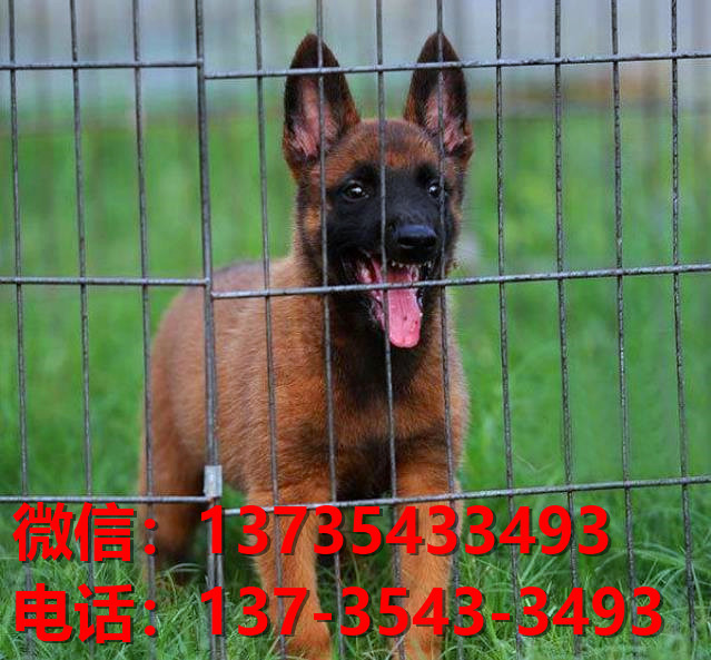 安顺犬舍出售纯种马犬 大型犬哪里有卖狗地方 狗市在哪买狗