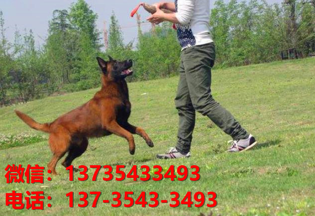 新余犬舍出售纯种马犬 大型犬哪里有卖狗地方 狗市在哪买狗