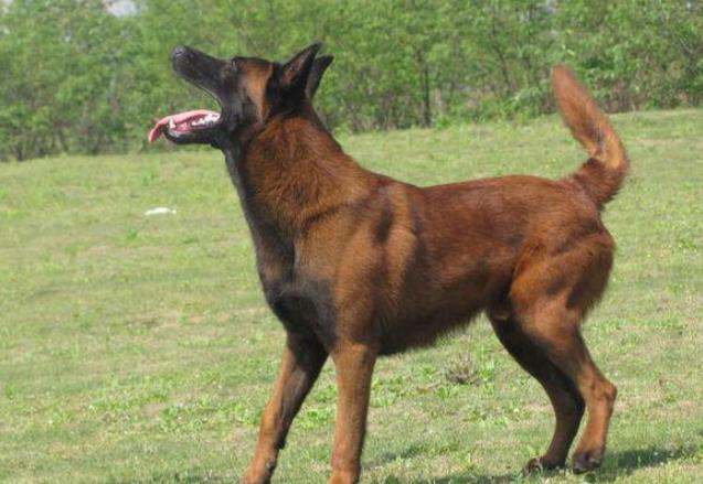 合肥犬舍出售纯种马犬宠物狗市场在哪里卖狗买