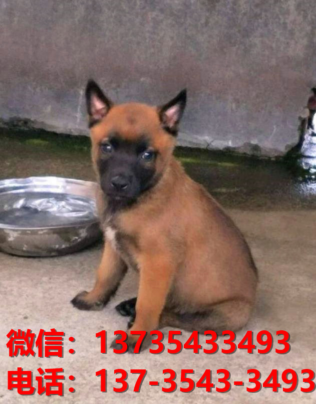 新乡犬舍出售纯种马犬 大型犬哪里有卖狗地方 