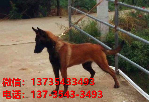 渭南犬舍出售纯种马犬 大型犬哪里有卖狗地方 狗市在哪买狗