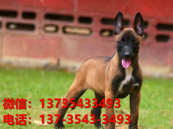 淮南犬舍出售纯种马犬 大型犬哪里有卖狗地方 狗市在哪买狗