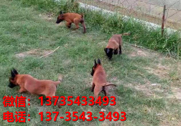 新余犬舍出售纯种马犬 大型犬哪里有卖狗地方 狗市在哪买狗