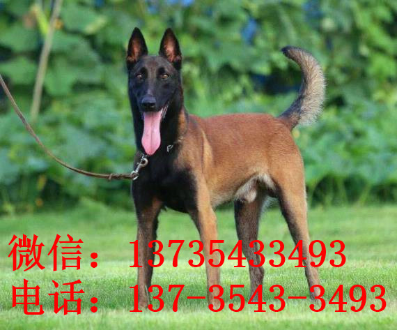 合肥犬舍出售纯种马犬宠物狗市场在哪里卖狗买狗宠物网