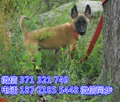 全国特惠马犬纯种幼犬 支持上门 支持空运汽运 包健康父