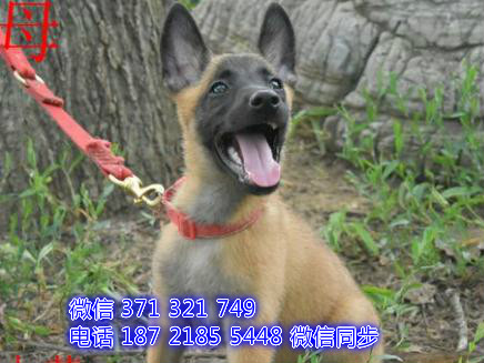 全国特惠马犬纯种幼犬 支持上门 支持空运汽运