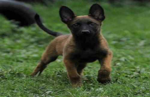 南宁哪里买马犬 南宁有没有养狗场有没有犬舍