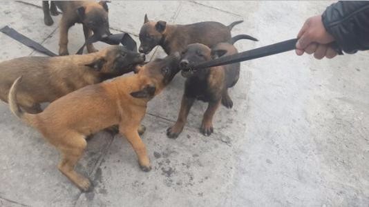 自贡买马犬 自贡买护卫犬 养犬场小马犬出售