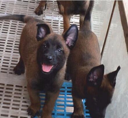 弥勒县买马犬 云南狗场常年繁殖出售小马犬