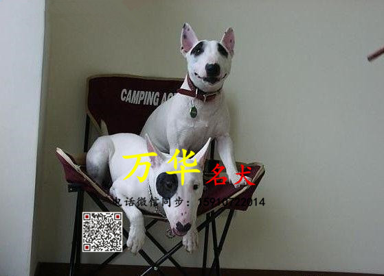 纯种牛头梗多少钱 牛头梗怎么卖 牛头梗犬舍