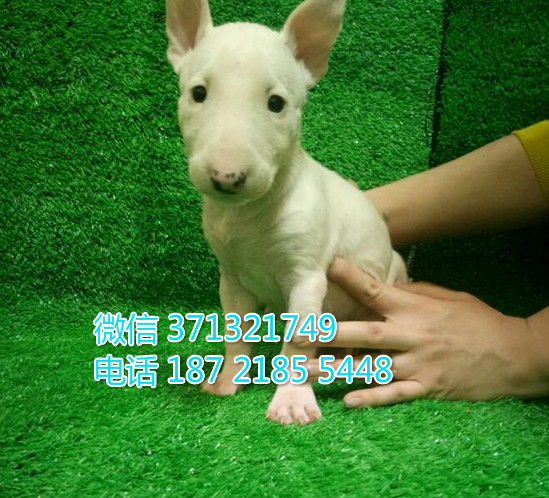 牛头梗犬出售，白色，可爱活泼短毛 牛头梗狗狗 武汉哪里有卖